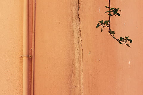verde, leafed, ramo di un albero, beige, parete, ramo, foglia, tubo, crepa, arancia, avvicinamento, struttura, caratteristica della parete, sfondi, natura, architettura, vecchio, modello, legno - materiale, astratto, strutturato, screpolato, Marrone, esterno dell'edificio, nessuno, struttura costruita, ruvido, intemperie, sporco, 4K, CC0, dominio pubblico, privo di copyright