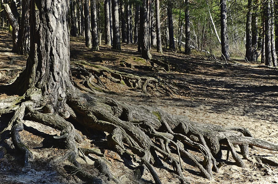 radice, radici degli alberi, foresta, sottobosco, pineta, radicato, alberi, ceppo, legna, natura, ambiente, paesaggio, albero, pianta, terra, tronco d'albero, tronco, la tranquillità, crescita, nessuno, giorno, bosco, bellezza nella natura, parte vegetale, scena tranquilla, luce del sole, all'aperto, abbaiare, 5K