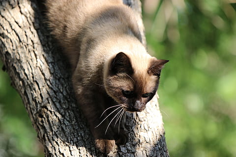 Katze, Siamese, Baum, ein Tier, Säugetier, Baumstamm, Fokus auf den Vordergrund, Kofferraum, Wirbeltier, Nahansicht, Pflanze, keine Leute, Tierwelt, Tiere in freier Wildbahn, Natur, Tag, suchen, Ast, draußen, Whisker, 5K, CC0, gemeinfrei, lizenzfrei