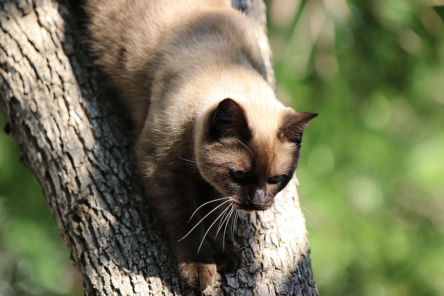 gatto, siamese, albero, un animale, mammifero, tronco d'albero, concentrarsi sulle conoscenze acquisite, tronco, vertebrato, avvicinamento, pianta, nessuno, fauna selvatica, animali allo stato selvatico, natura, giorno, analizzare, cercare, guardare, ramo, all'aperto, baffo, 5K