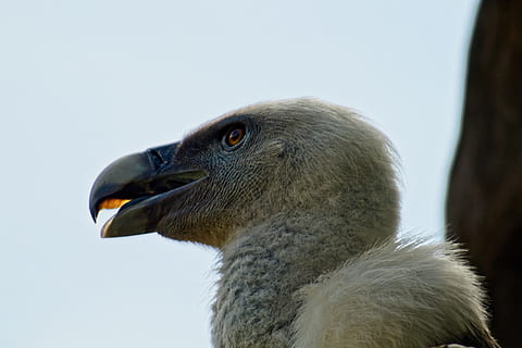 uccello bianco, avvoltoio, animale, uccello, becco, condor, tonto, grigio, dodo, uccelli acquatici, cormorano, Oca, anhinga, emu, anatra, fagiano, cibo, produrre, pianta, verdura, zucca, temi animali, fauna selvatica, un animale, animali allo stato selvatico, vertebrato, avvicinamento, parte del corpo animale, nessuno, natura, testa di animale, concentrarsi sulle conoscenze acquisite, giorno, vista laterale, analizzare, cercare, guardare, vista profilo, all'aperto, cielo sereno, 5K, CC0, dominio pubblico, privo di copyright