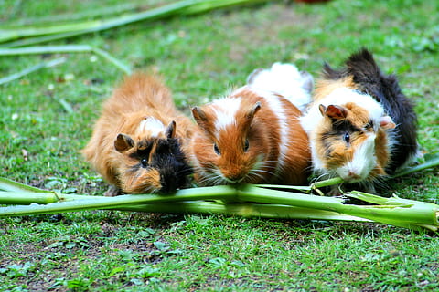 hámster blanco marrón, linda, hierba, verde, conejillo de indias, mascotas, temas de animales, animal, mamífero, grupo de animales, fauna animal, roedor, planta, vertebrado, naturaleza, nadie, nacional, animales en la naturaleza, animales domesticos, campo, día, animal joven, al aire libre, pequeña, bigotes, 2K, CC0, dominio público, libre de derechos