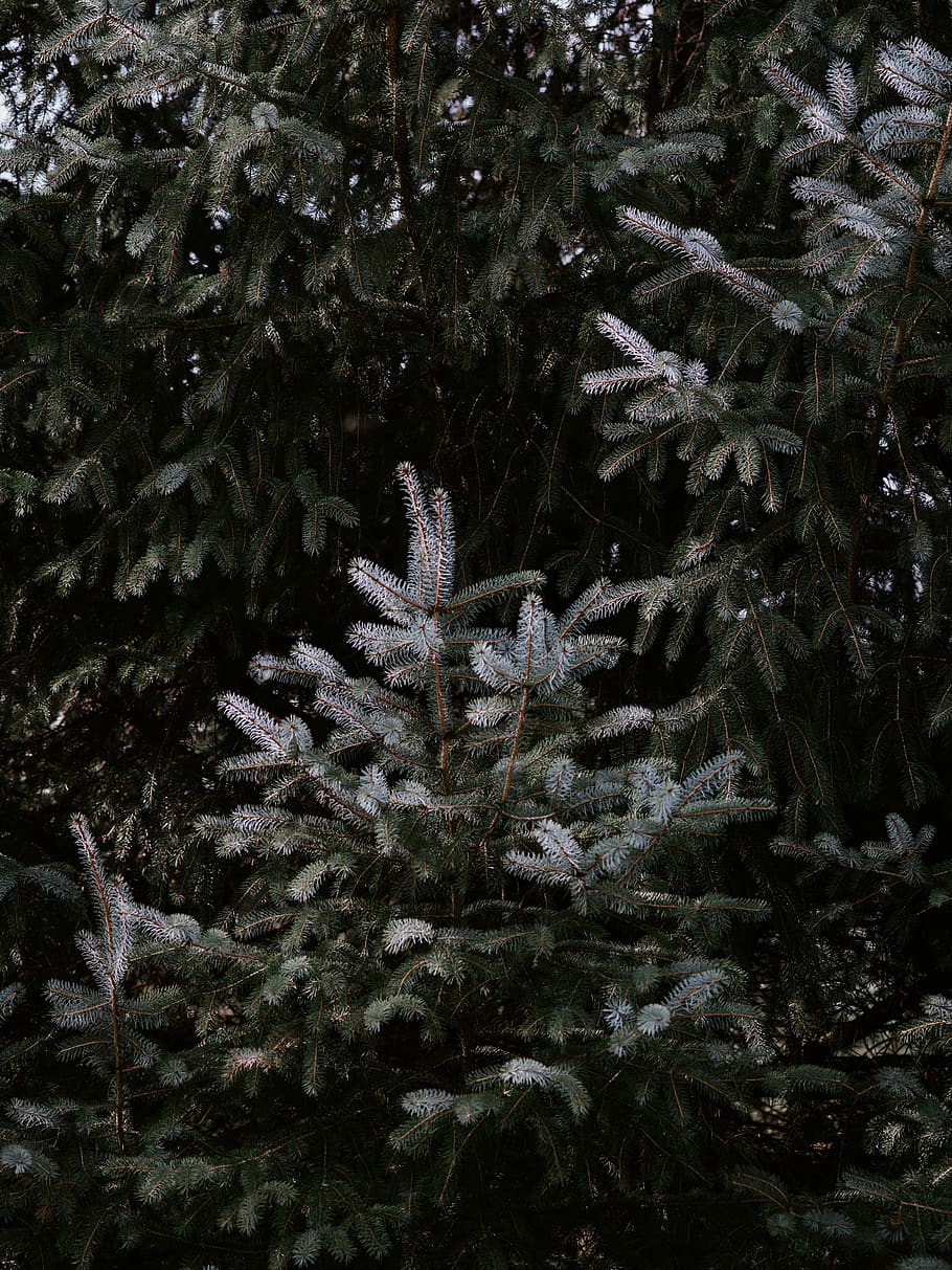 verd, gris, arbres de fulles, arbre, planta, abies, avet, conífera, picea, pi, làrix, mobles, prestatgeria, ocell, jay, animal, pol·len, teix, pendent, sequoia, a l'aire lliure, naturalesa, terra, creixement, temperatura de fred, hivern, arbre de Nadal, neu, primer pla, cap gent, bellesa a la natura, festa, celebració, Nadal, dia, congelat, color verd, arbre de coníferes, 8K