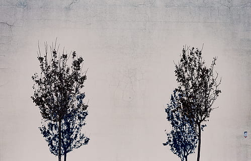 Wand, Bäume, Schatten, einfach, minimal, Baum, Pflanze, Natur, Himmel, keine Leute, Tag, draußen, Wachstum, Ast, Ruhe, Schönheit in der Natur, kopieren sie platz, Winter, digitaler Verbund, Wandbau - Funktion, kalte Temperatur, klarer Himmel, Flachwinkelansicht, Hintergründe, 5K, CC0, gemeinfrei, lizenzfrei