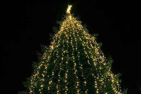 christmas, tree, lights, advent, christmas time, light star, asterisk, night photograph, darkness, tree top, long exposure, celebration, christmas decoration, holiday, christmas tree, decoration, illuminated, christmas lights, night, holiday - event, plant, christmas ornament, nature, celebration event, no people, event, outdoors, light, black background, 5K, CC0, public domain, royalty free