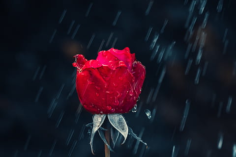 Rose, rød, dryppe, regn, blad, våd, regndråbe, natur, dråbe vand, dråber, makro, regnfuld, dug, blå, plante, vejr, dugdråbe, efterår, kold, tæt på, have, blomstre, flor, blomst, blomsterhave, smuk, skønhed i naturen, sårbarhed, blomstrende plante, rosenblomst, kronblad, blomsterstand, friskhed, skrøbelighed, vækst, blomsterhoved, ingen mennesker, vand, udendørs, sort baggrund, regntiden, renhed, 5K, CC0, offentligt domæne, royaltyfrie