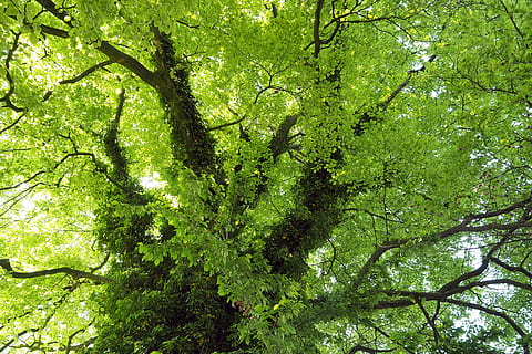 Großer Baum Upview, Baum, Pflanze, grüne Farbe, Wachstum, Ast, Schönheit in der Natur, keine Leute, Tag, Natur, Land, Ruhe, Kofferraum, Baumstamm, Flachwinkelansicht, Wald, Vollbild, üppiges Laub, draußen, Laub, Pflanzenteil, Baumkrone, 4K, CC0, gemeinfrei, lizenzfrei