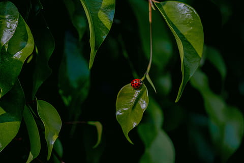 lady bug, grøn, blad, plante, mad, frugt, vener, kirsebær, planter, Mariquita, mariehøne, lille, natur, planta, dyr, træ, Annonaceae, blomst, blomstre, Acanthaceae, plante del, grøn farve, rød, vækst, tæt på, ingen mennesker, et dyr, dyreliv, hvirvelløse, dyre temaer, skønhed i naturen, dyr i naturen, insekt, dag, friskhed, udendørs, 5K, CC0, offentligt domæne, royaltyfrie