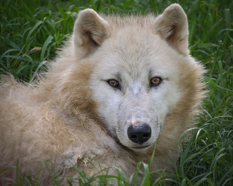 lup, arctic, portret, prădător, cap, animal, sălbatic, alb, un animal, animale tematice, mamifer, iarbă, animale în sălbăticie, animale sălbatice, privind camera, animale vertebrate, plantă, zi, natură, nici o persoana, teren, a închide, camp, canin, câine, în aer liber, cap de animal, 4K