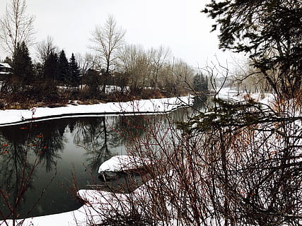 cotovelo rio, Calgary, inverno, árvore, neve, temperatura fria, plantar, agua, natureza, árvore nua, beleza na natureza, tranquilidade, ninguém, scenics - natureza, dia, reflexão, lago, transporte, ramo, cena tranquila, ao ar livre, ponte - estrutura feita pelo homem, 4K, CC0, domínio público, royalty free