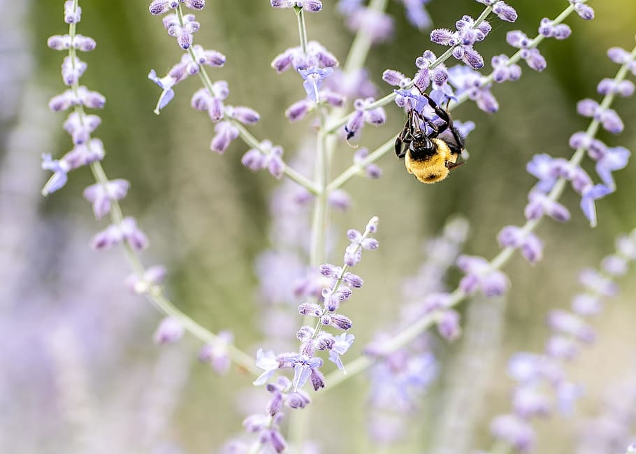 ape sul fiore, Apidae, animale, invertebrato, insetto, fiore, fiorire, flora, pianta, bombo, polline, lavanda, Ape, Andrena, calabrone, vespa, antera, lilla, aquilegia, pianta fiorita, fauna selvatica, temi animali, un animale, animali allo stato selvatico, bellezza nella natura, freschezza, fragilità, vulnerabilità, avvicinamento, concentrarsi sulle conoscenze acquisite, petalo, impollinazione, natura, viola, nessuno, testa di fiore, all'aperto, primavera, 2K