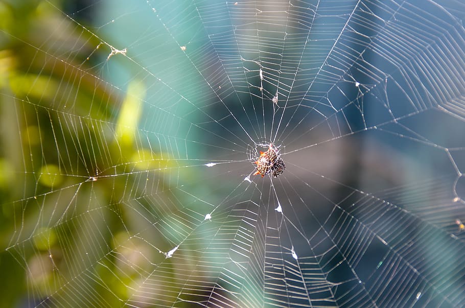 Spinne, Netzwerk, Natur, Spinnennetz, Insekt, Spinnweben, Licht, Zerbrechlichkeit, Tierthemen, Verletzlichkeit, Spinnentier, Fokus auf den Vordergrund, Nahansicht, Tier, Tiere in freier Wildbahn, wirbellos, ein Tier, Tierwelt, Gliederfüßer, keine Leute, Netz, natürliches Muster, Tag, Überleben, Komplexität, Tierbein, draußen, 2K
