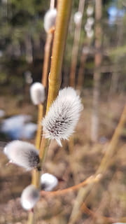 Schlafanzug, Ostern, Frühling, Nahansicht, Natur, Pflanze, Blume, Zerbrechlichkeit, Verletzlichkeit, blühende Pflanze, Wachstum, Weichheit, Schönheit in der Natur, Fokus auf den Vordergrund, Pflanzenstamm, Frische, keine Leute, Tag, weiße Farbe, Weidenkätzchen, Löwenzahn, Blütenstand, Land, Blütenkopf, draußen, Löwenzahnsamen, 4K, CC0, gemeinfrei, lizenzfrei
