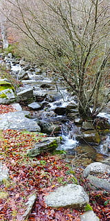 spoglio, albero, circondato, frammenti di pietra, cascata, ambiente, flusso, paesaggio, muschio, movimento, natura, parco, rapide, roccia, rocce, panoramico, stagione, pietra, ruscello, alberi, acqua, boschi, acqua corrente, pianta, foresta, bellezza nella natura, roccia - oggetto, solido, scenics - natura, giorno, fluente, terra, nessuno, flusso - acqua che scorre, scaricamento, crescita, all'aperto, 4K, CC0, dominio pubblico, privo di copyright