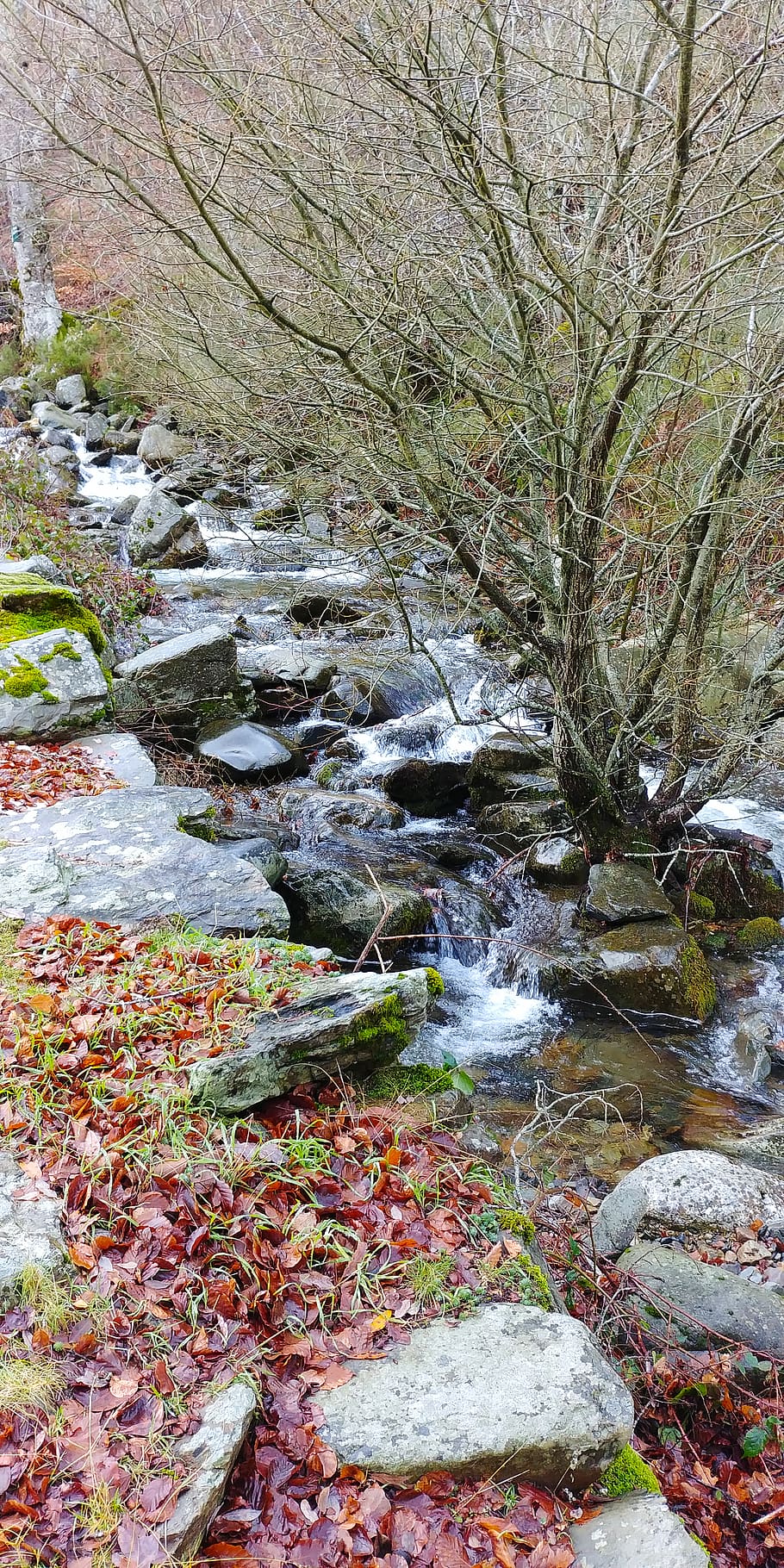 nua, arbre, envoltat, fragments de pedra, cascada, medi ambient, flux, paisatge, molsa, moviment, naturalesa, parc, ràpids, rock, roques, escènic, temporada, pedra, corrent, arbres, aigua, boscos, aigua que flueix, planta, bosc, bellesa a la natura, rock - object, sòlid, escenics - natura, dia, que flueix, terra, cap gent, rierol: aigua que flueix, descàrrega, creixement, a l'aire lliure, 4K