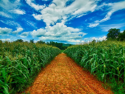 cielo, nuvole, Mais, campo di mais, sentiero, pista, agricoltura, Georgia, America, azienda agricola, umore, natura, all'aperto, nazione, rurale, hdr, estate, Sud, campo, argilla rossa, nuvola - cielo, pianta, direzione, la strada davanti, terra, crescita, prospettiva decrescente, bellezza nella natura, paesaggio, la tranquillità, scena tranquilla, colore verde, nessuno, scena rurale, scenics - natura, giorno, piantagione, 4K, CC0, dominio pubblico, privo di copyright