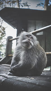 Affe auf Bürgersteig, Tier, Indonesien, Buyan Seeblick, Tierwelt, Affe, Pelz, Bokeh, dunkel, verblasste, Nahansicht, Zoo, Primas, ein Tier, Säugetier, Wirbeltier, Tiere in freier Wildbahn, Tag, Sitzung, keine Leute, Fokus auf den Vordergrund, Entspannung, Natur, draußen, gebaute Struktur, die Architektur, Wegschauen, 4K, CC0, gemeinfrei, lizenzfrei