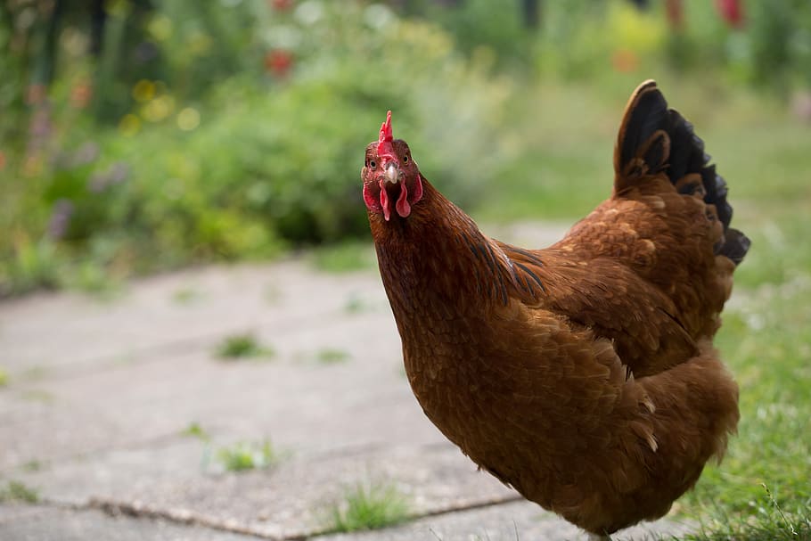 amable, eco, autosuficient, pati posterior, mascota, granja, petita explotació, profunditat de camp, fons verd, còmic, divertit, humor, aus de corral, ocell, jardí, gallina, pollastre, temes d'animals, animal, bestiar, animals domèstics, un animal, pollastre - ocell, mamífer, centrar-se en primer pla, nacional, vertebrats, mascotes, naturalesa, dia, cap gent, terra, camp, marró, a l'aire lliure, 5K