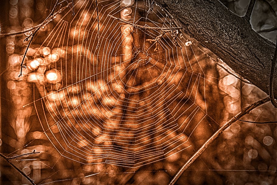 ragnatela, web, natura, Astuccio, filare, ragnatele, autunno, networking, bi color, ramo, albero, Marrone, grigio, illuminato, nessuno, avvicinamento, notte, sospeso, attrezzatura per l'illuminazione, modello, cultura artistica e intrattenimento, all'aperto, arte e artigianato, capelli, capelli lunghi, concentrarsi sulle conoscenze acquisite, fotogramma intero, animale, vista frontale, vacanza, acconciatura, 5K