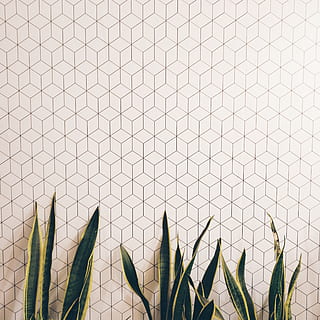 terning, tapet, moderne, indre, indretning, minimal, ren, geometriske, mønster, plante, planter, ingen mennesker, natur, grøn farve, tæt på, dag, blad, plante del, murbygningsfunktion, vækst, indendørs, baggrunde, kaktus, fuld ramme, saftige plante, side om side, torn, i en række, 2K, CC0, offentligt domæne, royaltyfrie