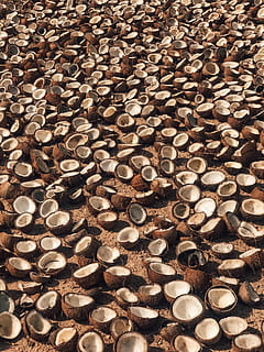 cascas de coco, plantar, noz, vegetal, Comida, fruta, coco, tapete, asfalto, alcatrão, panqueca, pão, aço, Melancia, madeira, madeira serrada, bronze, cenoura, alho, milho, grande grupo de objetos, abundância, quadro completo, origens, indústria madeireira, ninguém, desmatamento, pilha, madeira - material, floresta, árvore, natureza, registro, comida e bebida, Castanho, finança, dentro de casa, lenha, economia, 2K, CC0, domínio público, royalty free