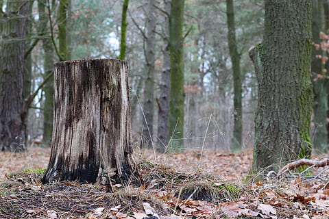 drzewo, log, zimowy, las, odchodzi, mech, trist, zimno, piekło, tło, wylądować, roślina, lesisty teren, pnia drzewa, bagażnik samochodowy, Natura, dzień, spokój, żadnych ludzi, drewno - materiał, scena pozamiejska, na dworze, scenics - natura, skupić się na pierwszym planie, spokojna scena, krajobraz, pień drzewa, szczekać, drewno sosnowe, 5K, CC0, domena publiczna, darmowe zdjęcia