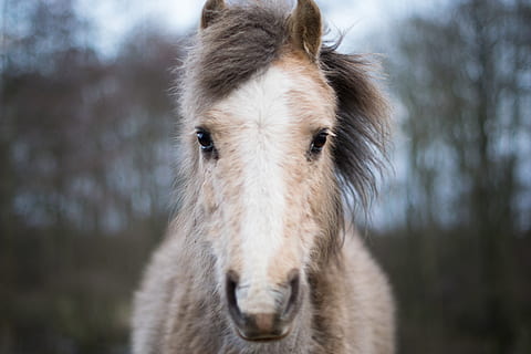 Danmark, Aakirkeby, Boderne, dyr, natur, bokeh, pels, hest, 2d, 2-d, foran, horsefur, hest ansigt, dyre temaer, pattedyr, et dyr, husdyr, indenlandske, dyreliv, fokus på forgrunden, kæledyr, dyr hoved, portræt, dyr kropsdel, arbejdsdyr, hvirveldyr, tæt på, ingen mennesker, kigger på kameraet, dag, udendørs, planteædende, dyr øje, dyre mund, snude, 5K, CC0, offentligt domæne, royaltyfrie
