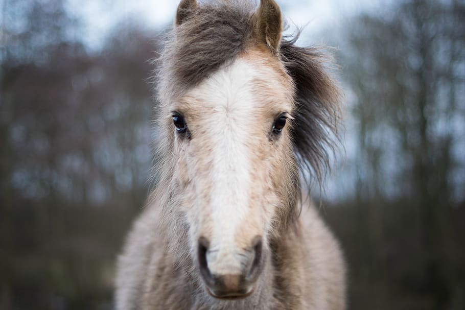 Dinamarca, aakirkeby, boderne, animals, naturalesa, bokeh, pell, cavall, 2d, 2-d, frontal, horsefur, animal, cara de cavall, temes d'animals, mamífer, un animal, bestiar, animals domèstics, nacional, fauna animal, centrar-se en primer pla, mascotes, cap d’animals, retrat, part del cos dels animals, animal de treball, vertebrats, primer pla, cap gent, mirant la càmera, dia, a l'aire lliure, herbívors, ull d’animals, boca d’animals, musell, 5K