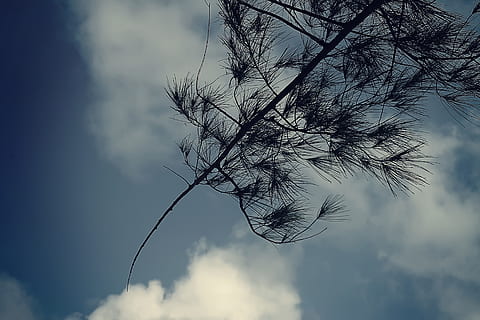 cloud, tree, black, dark, blue, sky, braches, cloud - sky, plant, no people, nature, low angle view, branch, tranquility, bare tree, beauty in nature, silhouette, outdoors, growth, day, tranquil scene, dusk, scenics - nature, focus on foreground, idyllic, 4K, CC0, public domain, royalty free