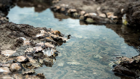 Muscheln, Strand, Wasser, Felsen, Natur, Pfütze, Rock, solide, Rock - Objekt, selektiver Fokus, keine Leute, Tag, Nahansicht, draußen, texturiert, Fokus auf den Vordergrund, Land, High Angle View, Ruhe, Schmutz, Rau, Fluss, Schönheit in der Natur, Oberflächenniveau, Verschmutzung, 5K, CC0, gemeinfrei, lizenzfrei