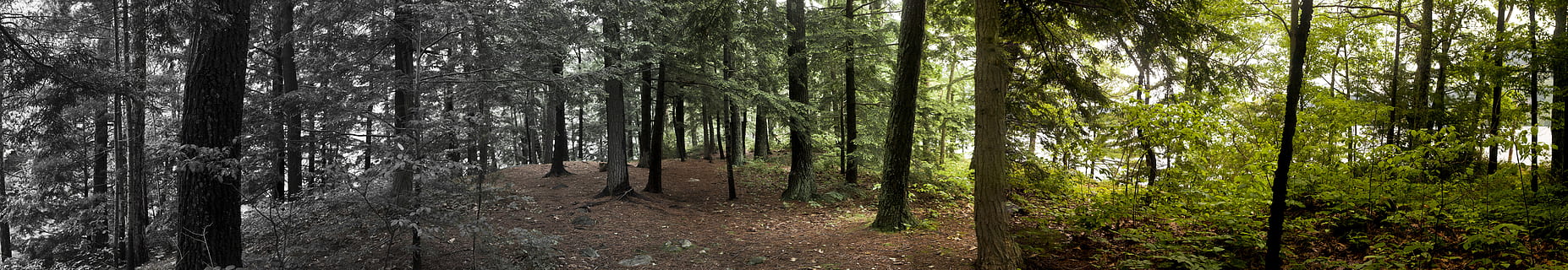 natură, copac, pădure, plantă, teren, trunchi de copac, trompă, panoramic, creştere, frumusețe în natură, liniște, zi, mediu inconjurator, nici o persoana, scenă non-urbană, în aer liber, scenice - natura, bambus grove, o scenă liniștită, bambus - planta, Brad, pini de pădure, 8K, CC0, domeniu public, fără drepturi de autor