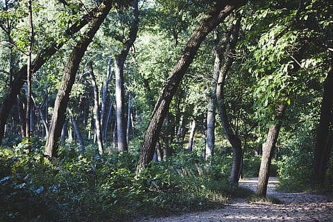 arbres amb fulles verdes, arbre, naturalesa, a l'aire lliure, planta, bosc, Camí, parc, ruta, terra, vegetació, flora, perspectiva, verd, full, herba, branca, tronc, wanderlust, indiana dunes a la vora del llac nacional, tronc de l'arbre, creixement, tranquil·litat, bellesa a la natura, dia, escena tranquil·la, escenics - natura, cap gent, color verd, llum solar, escena no urbana, medi ambient, 4K, CC0, domini públic, lliure de regalies