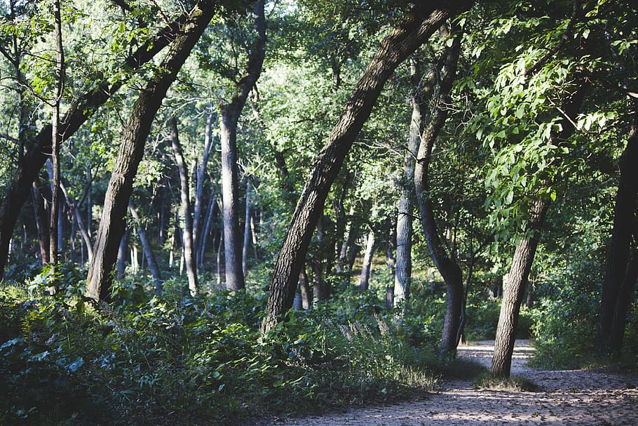 arbres amb fulles verdes, arbre, naturalesa, a l'aire lliure, planta, bosc, Camí, parc, ruta, terra, vegetació, flora, perspectiva, verd, full, herba, branca, tronc, wanderlust, indiana dunes a la vora del llac nacional, tronc de l'arbre, creixement, tranquil·litat, bellesa a la natura, dia, escena tranquil·la, escenics - natura, cap gent, color verd, llum solar, escena no urbana, medi ambient, 4K