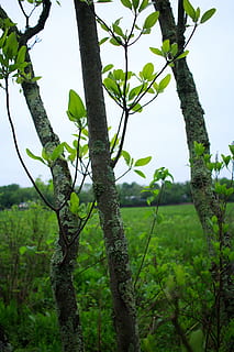 planta, arbre, tronc de l'arbre, full, verd, fulles, arbres, naturalesa, flor, animal, jardí, a l'aire lliure, bedoll, flamarada, llum, arbor, jay, ocell, acanthaceae, creixement, color verd, tranquil·litat, cap gent, tronc, dia, branca, terra, cel, centrar-se en primer pla, part de la planta, bellesa a la natura, escena tranquil·la, bosc, 5K, CC0, domini públic, lliure de regalies