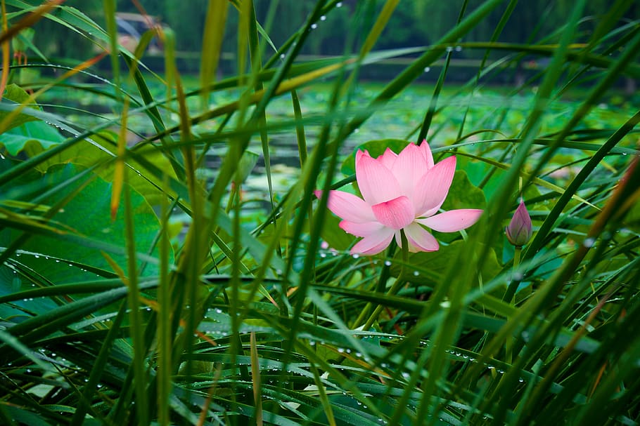 夏荷, lotus, rostlina, květ, kvetoucí rostlina, svěžest, růst, růžová barva, krása v přírodě, okvětní lístek, květenství, zranitelnost, zelená barva, křehkost, detail, tráva, květu hlavy, Příroda, nikdo, den, list, venku, jaro, stéblo trávy, 4K