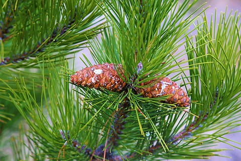 pin, cocon, copac, natură, pădure, plantă, frumos, floare, frunzele sunt, frunze, Culoarea verde, Brad, conifer, creştere, Pinaceae, nici o persoana, con de brad, zi, iarbă, animal, a închide, în aer liber, animale sălbatice, ac - parte a plantelor, frumusețe în natură, animale tematice, liniște, 5K, CC0, domeniu public, fără drepturi de autor