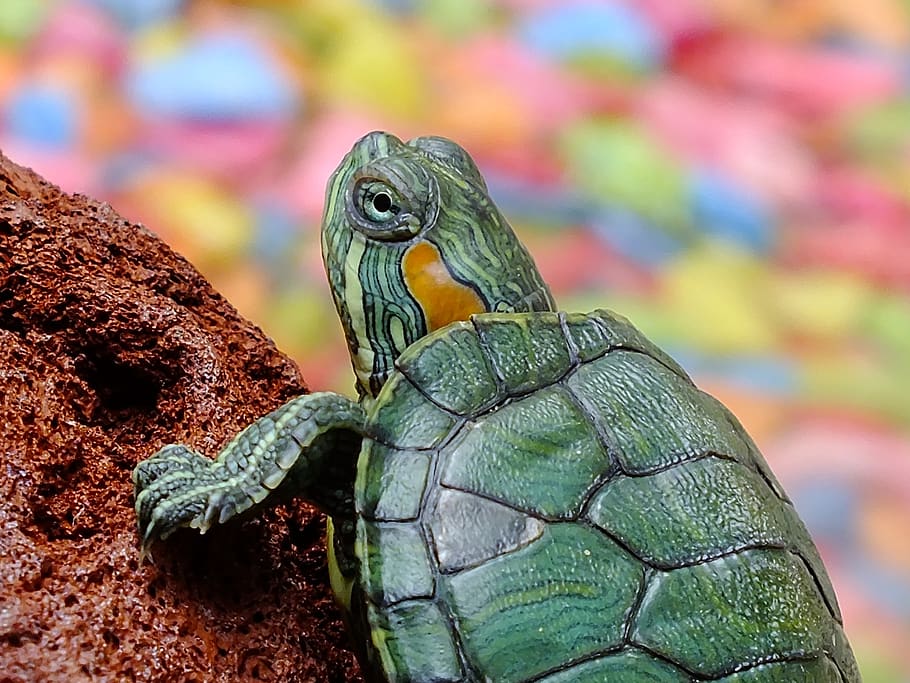 verd, tortuga, selectiu, foto del focus, animal, primer pla, macro, rèptil, temes d'animals, fauna animal, un animal, vertebrats, animals a la natura, centrar-se en primer pla, naturalesa, cap gent, shell, closca d’animals, dia, closca de tortuga, a l'aire lliure, color verd, planta, cap d’animals, escala d’animals, vista del perfil, 1080P
