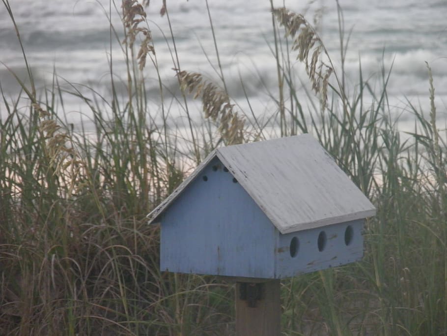 Vogelhaus, Strand, Dünen, Pflanze, Natur, Gras, Land, Wachstum, keine Leute, Wasser, Tag, Ruhe, See, Fokus auf den Vordergrund, draußen, Feld, Nicht-städtische Szene, die Architektur, Umgebung, Schönheit in der Natur, Nahansicht, 4K