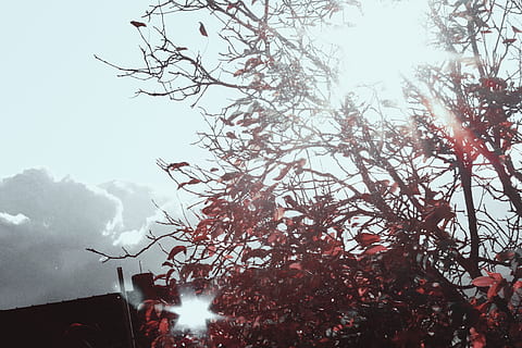 træer, himmel, Skov, lys, natur, landskab, morgen, sol, blade, lightstreaks, lightstreak, træ, plante, lav vinkel visning, afdeling, ingen mennesker, skønhed i naturen, dag, bygning udvendig, vækst, udendørs, arkitektur, bygget struktur, ro, tåge, bare træ, scenics - natur, 5K, CC0, offentligt domæne, royaltyfrie