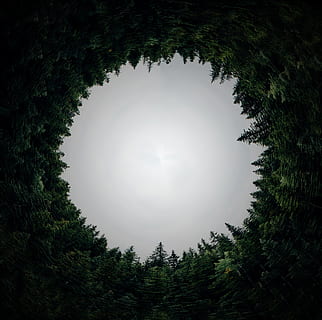 circular, forest, dimension, circle, hole, orb, tunnel, arboleda, plant, tree, growth, sky, nature, no people, beauty in nature, green color, low angle view, tranquility, outdoors, day, silhouette, tranquil scene, shape, architecture, dusk, diminishing perspective, coniferous tree, 2K, CC0, public domain, royalty free