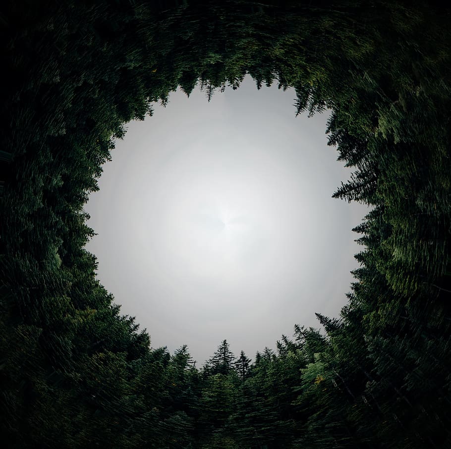 circular, bosc, dimensió, cercle, forat, orbe, túnel, arboleda, planta, arbre, creixement, cel, naturalesa, cap gent, bellesa a la natura, color verd, vista d’angle baix, tranquil·litat, a l'aire lliure, dia, silueta, escena tranquil·la, forma, arquitectura, vespre, perspectiva decreixent, arbre de coníferes, 2K