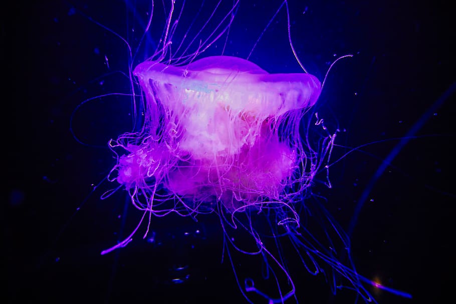 pink gelé fisk, dyre temaer, dyr i naturen, vandmand, hav, dyr, dyreliv, undervands-, vand, hvirvelløse, marine, hav liv, et dyr, svømning, ingen mennesker, undersøiske, natur, fangarm, dyr i fangenskab, blå, lysstyrke, sort baggrund, flyder på vandet, lilla, 4K