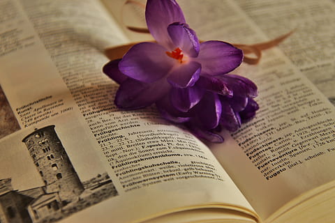 primavera, croco, fiori, libro, leggi il dizionario, viola, natura morta, lessico, l'inizio della primavera, giardino, fioritura, risveglio, floristica, flora, avvicinamento, fiore, pianta fiorita, pubblicazione, testo, fragilità, vulnerabilità, nessuno, carta, petalo, pianta, freschezza, pagina, Aperto, bellezza nella natura, messa a fuoco selettiva, natura, infiorescenza, testa di fiore, 5K, CC0, dominio pubblico, privo di copyright