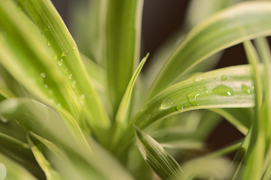 Nahansicht, Blatt, Grün, weich, Makro, Pflanzen, Spinnenpflanze, grüne Farbe, Wachstum, Pflanze, Pflanzenteil, Schönheit in der Natur, Natur, fallen, Wasser, Frische, selektiver Fokus, keine Leute, nass, Tag, draußen, Aloe Vera Pflanze, Vollbild, Grashalm, Tau, Reinheit, Regentropfen, 5K