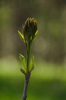 matricola, germoglio, verde, primavera, vita, quasi, pianta, crescita, bellezza nella natura, colore verde, fiore, avvicinamento, vulnerabilità, concentrarsi sulle conoscenze acquisite, pianta fiorita, freschezza, fragilità, stelo vegetale, natura, inizi, nessuno, giorno, all'aperto, nuova vita, terra, testa di fiore, sepalo, 5K, CC0, dominio pubblico, privo di copyright