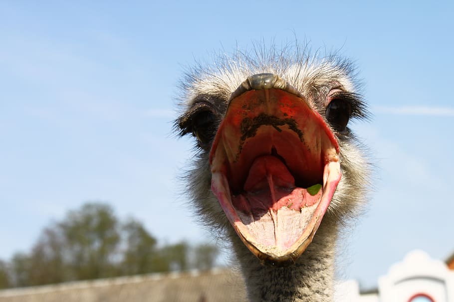 struzzo marrone, mammifero, bocca, animale, bocca aperta, parte del corpo animale, temi animali, un animale, cielo, bocca animale, avvicinamento, testa di animale, nessuno, giorno, sbadigli, espressione facciale, fauna selvatica, natura, vertebrato, animali allo stato selvatico, concentrarsi sulle conoscenze acquisite, denti di animale, all'aperto, lingua animale, naso animale, 4K