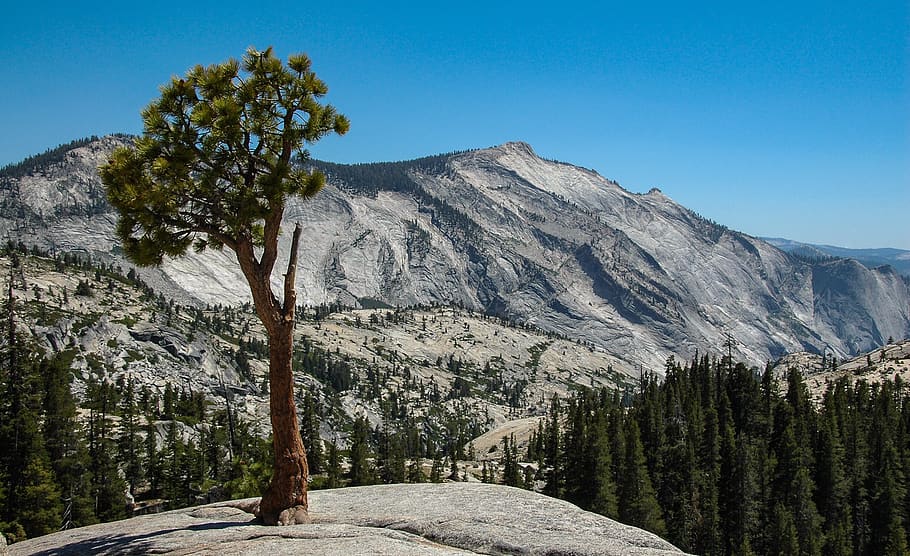 roche, roques, arbre, pi, pedres, paisatge, àrid, cel, blau, yosemite, pass de thioga, Califòrnia, Estats Units, EUA, muntanya, planta, bellesa a la natura, escenics - natura, medi ambient, escena tranquil·la, cel clar, tranquil·litat, escena no urbana, naturalesa, cap gent, dia, rock, rock - object, Serra, geografia física, destinacions de viatge, a l'aire lliure, cim de muntanya, arbre de coníferes, erosionat, formació, 2K