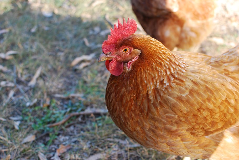 brauner Hahn, Geflügel, Hähnchen, Vogel, Henne, Tier, indooroopilly, Australien, Schwanz, Schnabel, Feder, Flügel, Kamm, verwischen, Bokeh, Vieh, Natur, Profil, Stehen, Boden, Tierthemen, Haustiere, Hühnchen - Vogel, inländisch, Säugetier, Wirbeltier, ein Tier, männliches Tier, Hahn, Tag, Nahansicht, Fokus auf den Vordergrund, keine Leute, Land, draußen, Tierkopf, 4K