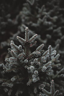 graue Pflanze, Pflanze, Baum, Eis, draußen, Natur, Nadelbaum, abies, Tanne, Schnee, Ornament, Weihnachtsbaum, Frost, Kiefer, Fichte, Buchse, Vegetation, Pollen, Amsel, agelaius, Tier, kalte Temperatur, Winter, keine Leute, Sternform, Nahansicht, Schneeflocke, Fokus auf den Vordergrund, Feier, gefroren, Weihnachten, Urlaub, Schönheit in der Natur, selektiver Fokus, Wachstum, Seestern, Tannenbaum, Marine, 8K, CC0, gemeinfrei, lizenzfrei