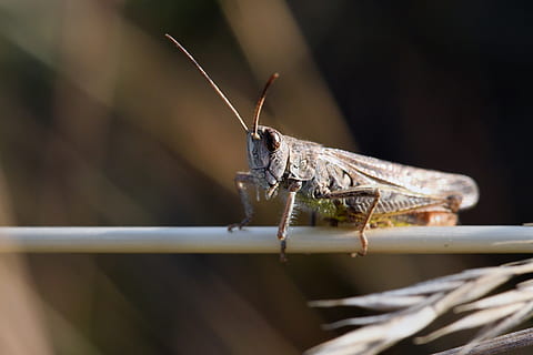 grasshopper, insect, skip, heupferdchen, biodiversity, macro shot, meadow, grasshoppers, macro, viridissima, nature, close up, animal themes, invertebrate, animal, one animal, animal wildlife, animals in the wild, close-up, selective focus, no people, day, animal body part, animal antenna, outdoors, zoology, sunlight, arthropod, focus on foreground, 4K, CC0, public domain, royalty free